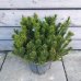 Borovica horská (Pinus mugo) ´MUGHUS´ - kont. C10L, ⌀ 30-40 cm, výška: 30-40 cm